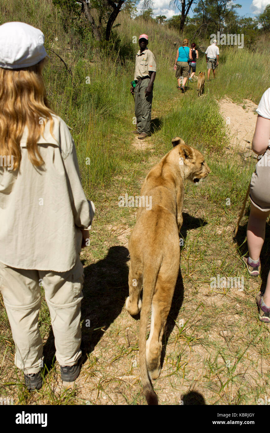 people walking with lions in Antelope Park Zimbabwe, handraised lions they aim to release back into the wild Stock Photo