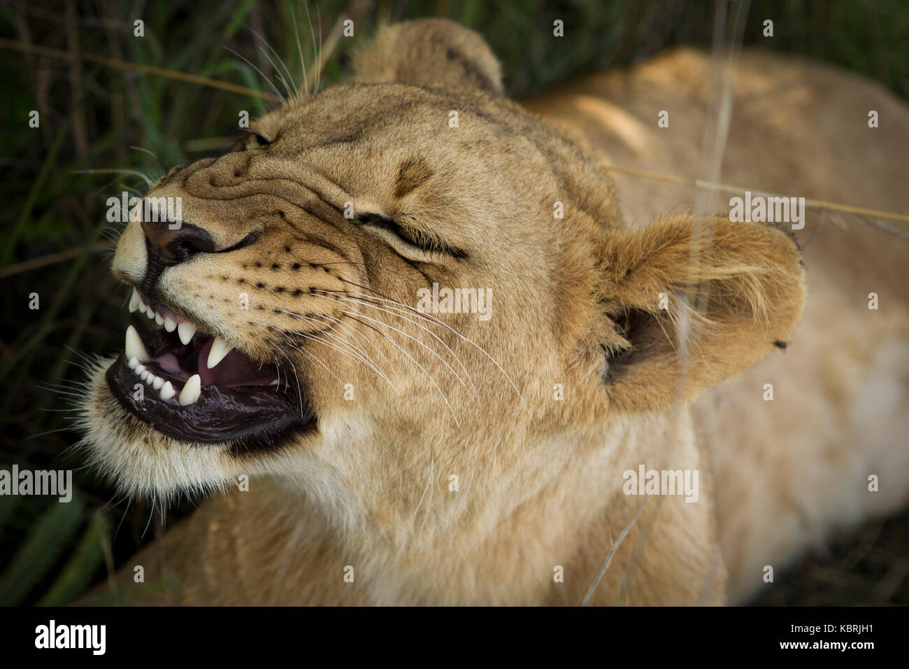 young lion showing teeth, yawning in close up Stock Photo