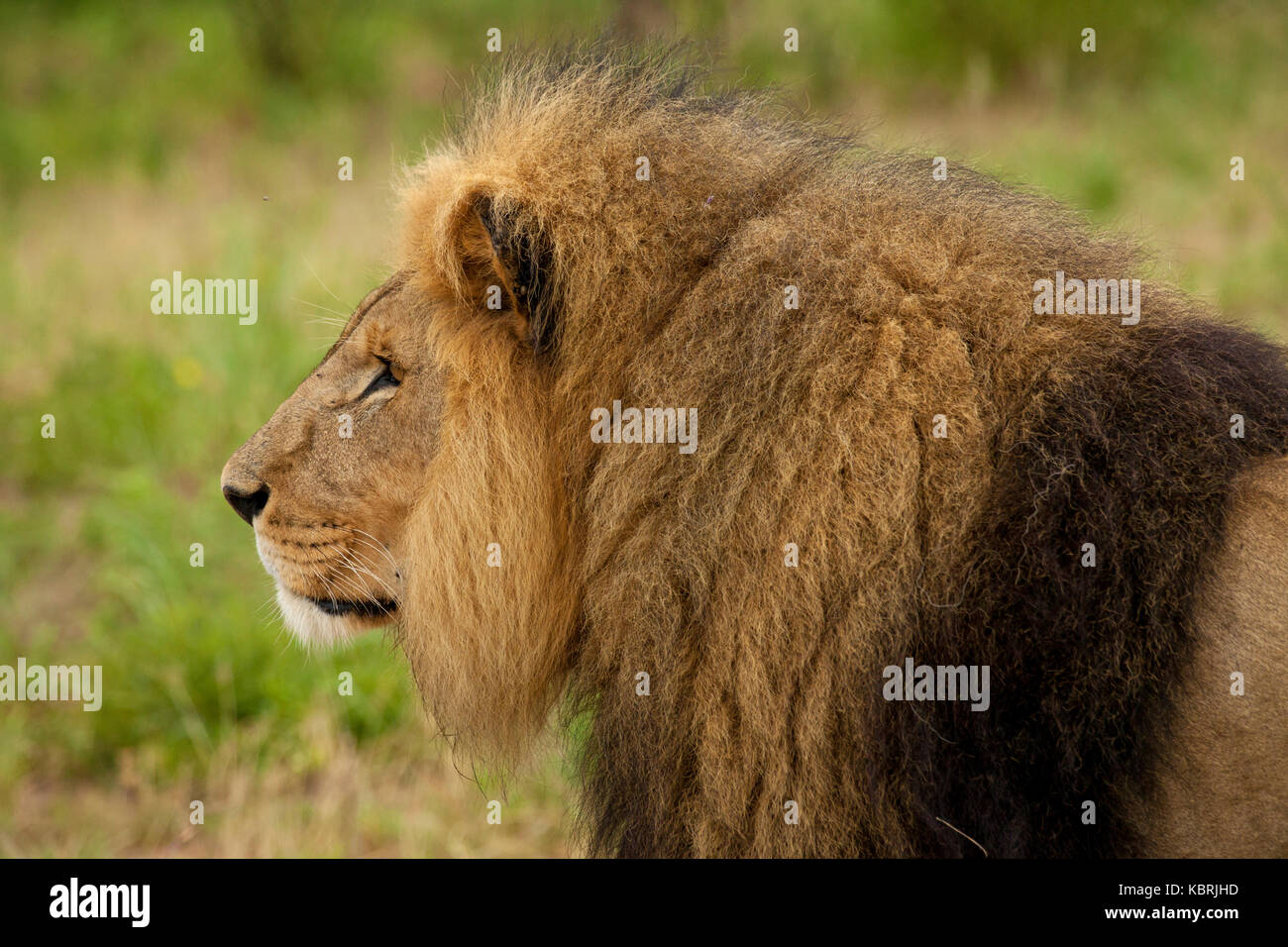 Lions cubs sleeping playing adults Alpha males Stock Photo