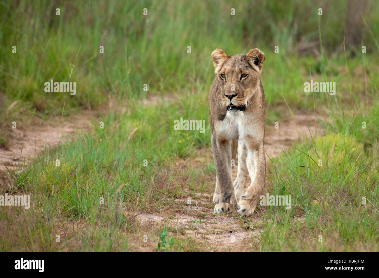Lions cubs sleeping playing adults Alpha males Stock Photo Alamy