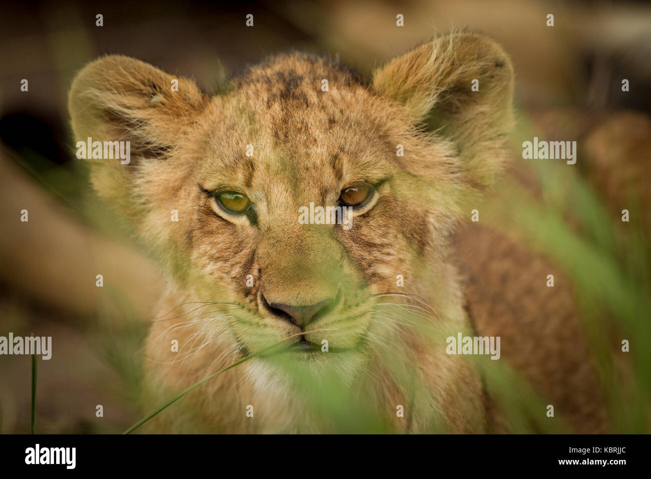 Lion cub facing camera through grass looking pensive Stock Photo