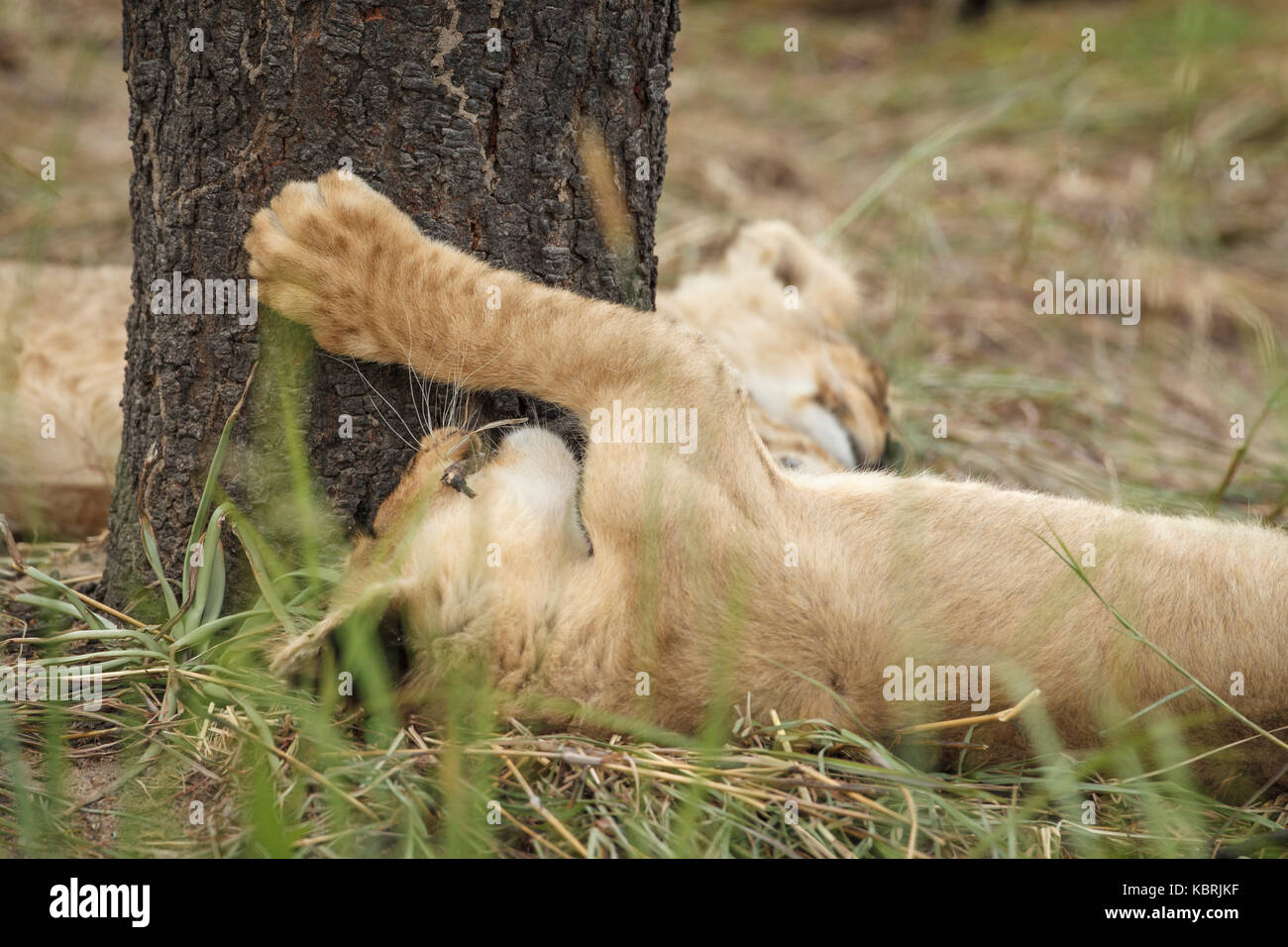2 lion cubs playing around tree trunk Stock Photo