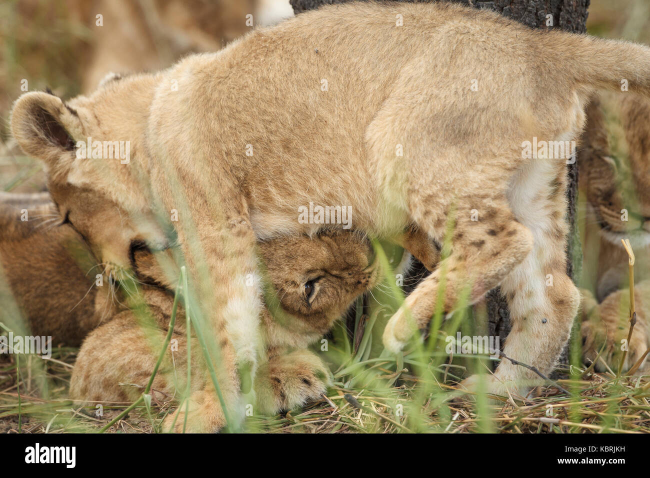 2 lion cubs playing fighting and biting Stock Photo