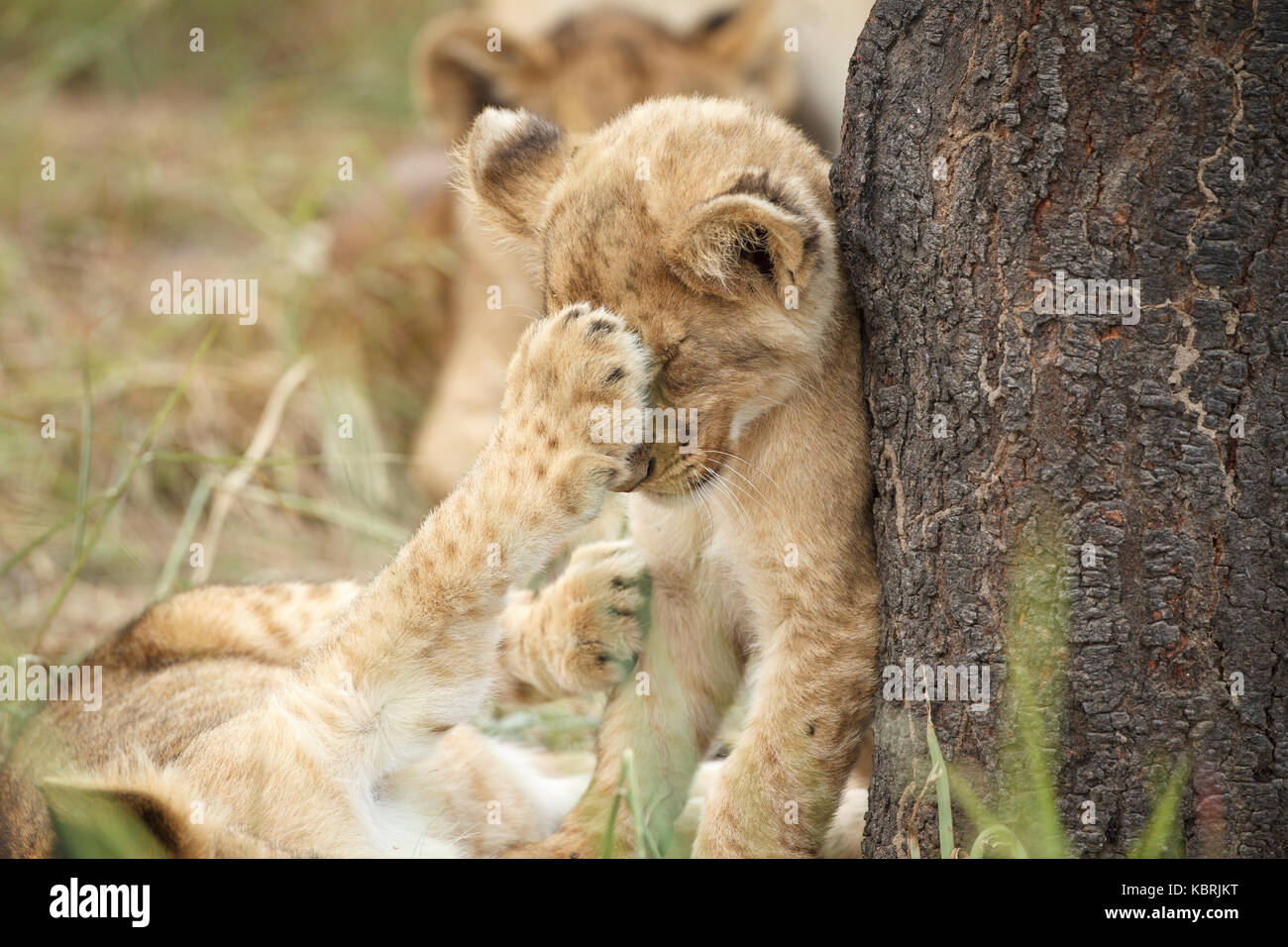 2 lion cubs playing fighting and biting Stock Photo