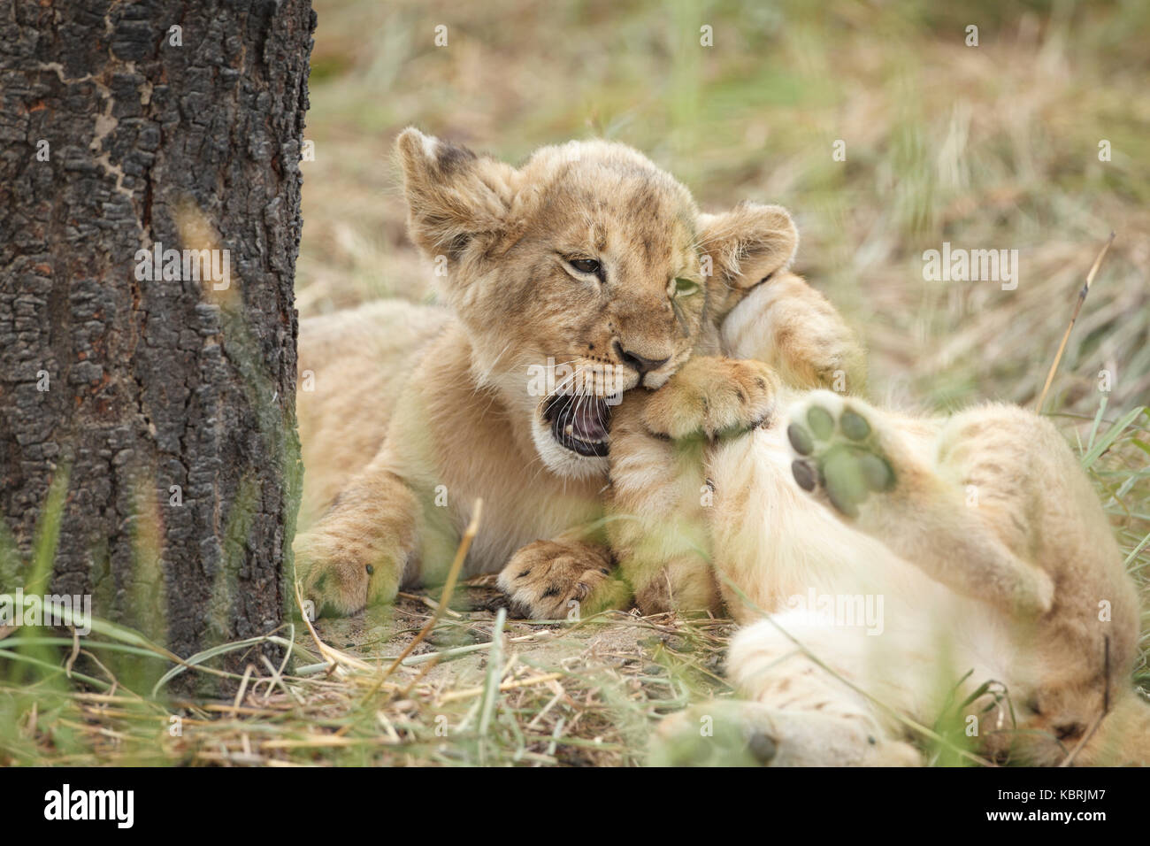 Lions cubs sleeping playing adults Alpha males Stock Photo