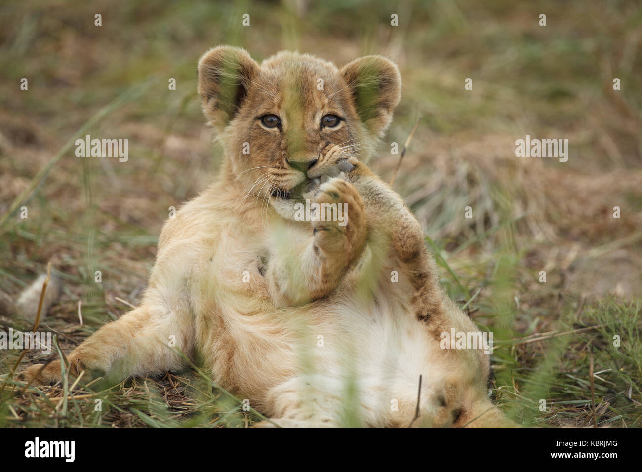 Lions cubs sleeping playing adults Alpha males Stock Photo - Alamy