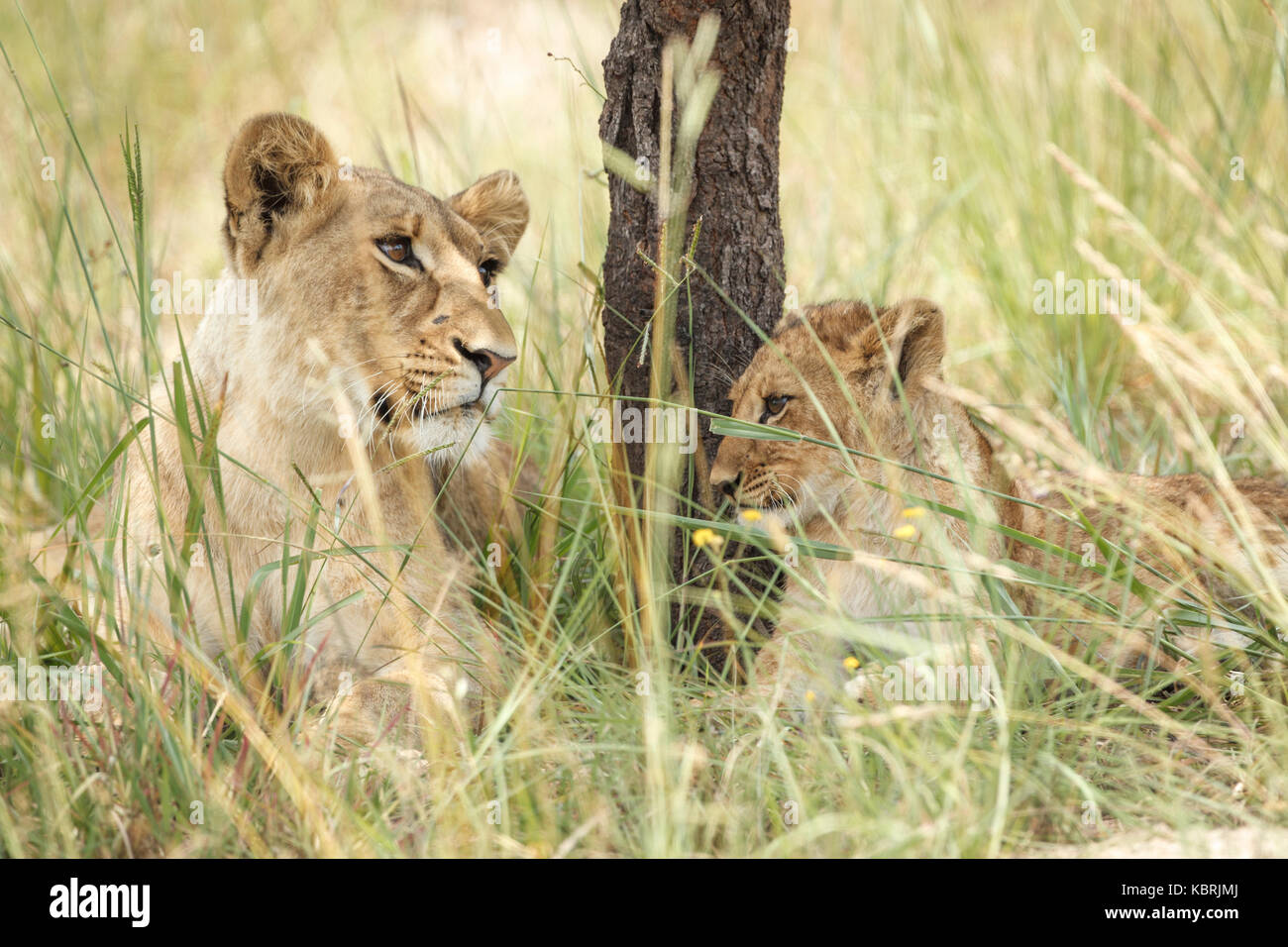 Lions cubs sleeping playing adults Alpha males Stock Photo