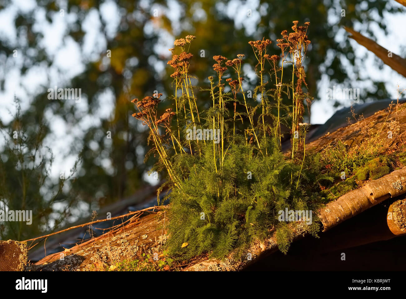 Large group of withered yarrows milfoils in the late September evening light growing on a roof of an old wooden house Stock Photo