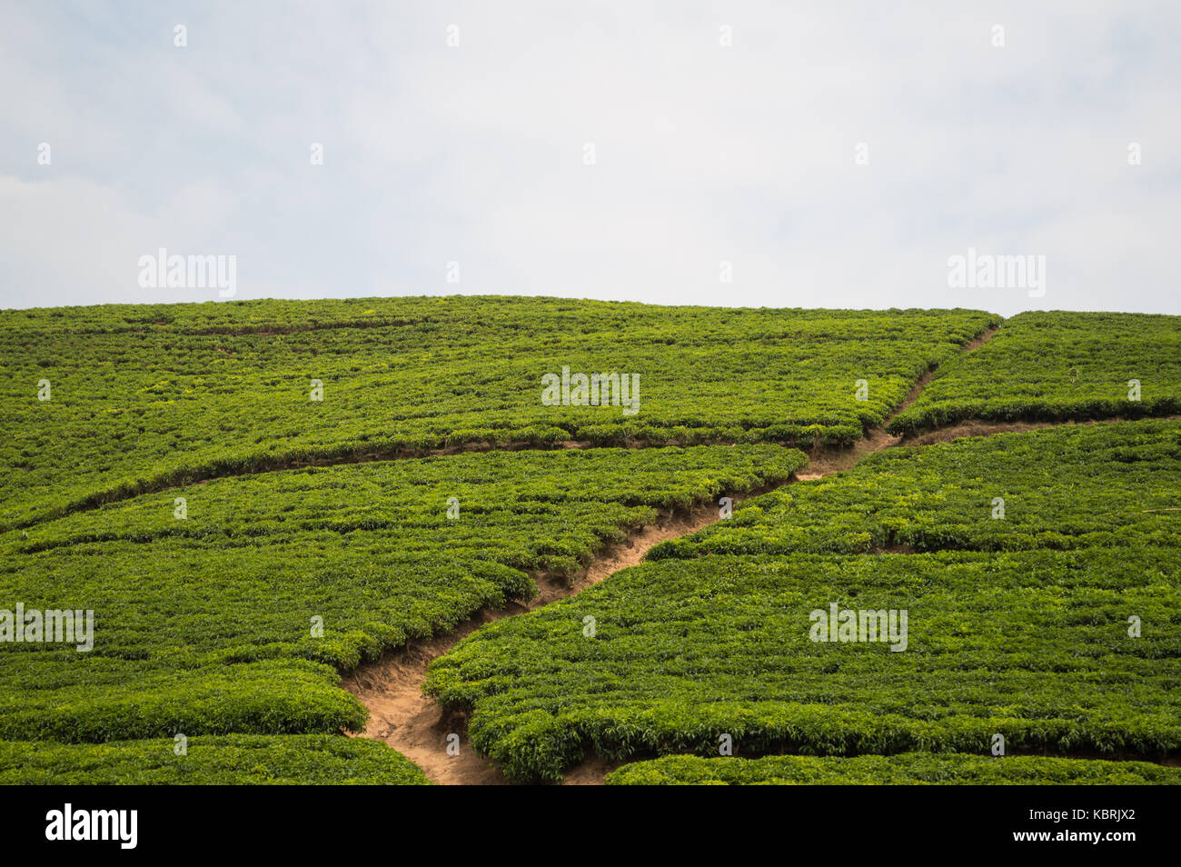 Rwandan Tea Plantations Stock Photo - Alamy