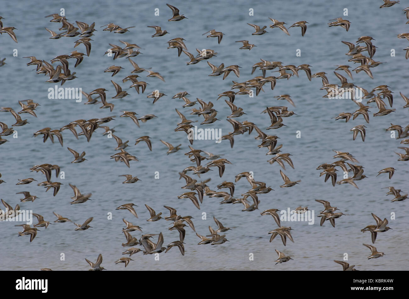 Flock of Dunlins in flight Stock Photo - Alamy