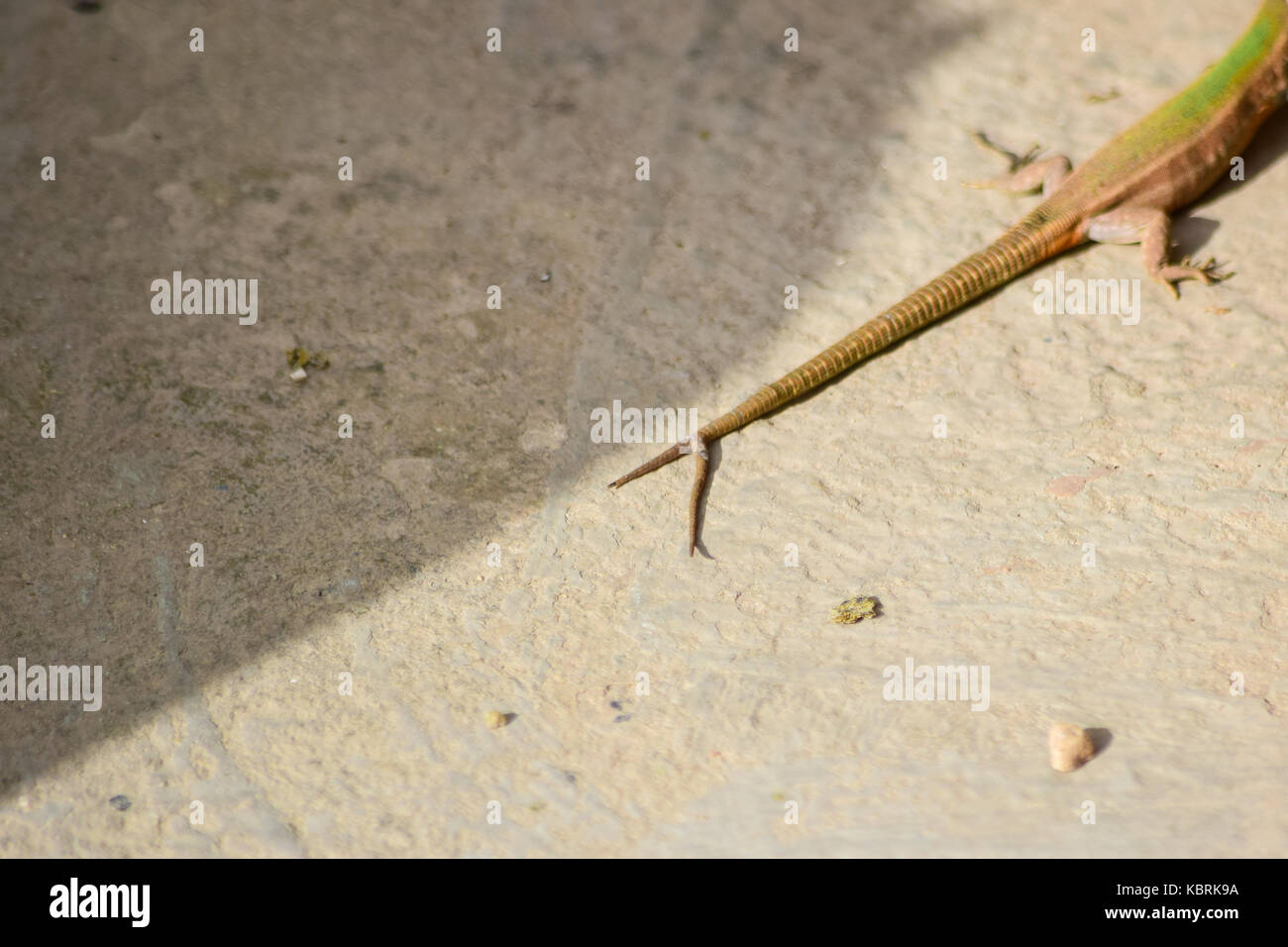 A Maltese Wall Lizard, Podarcis filfolensis, with a forked tail, or two tails, split tail. Old tail damaged and healed, new tail growing out. Malta Stock Photo