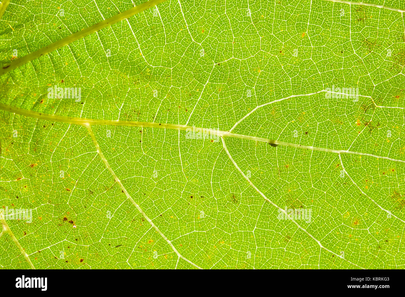 Green leaf close up with vein structure Stock Photo - Alamy