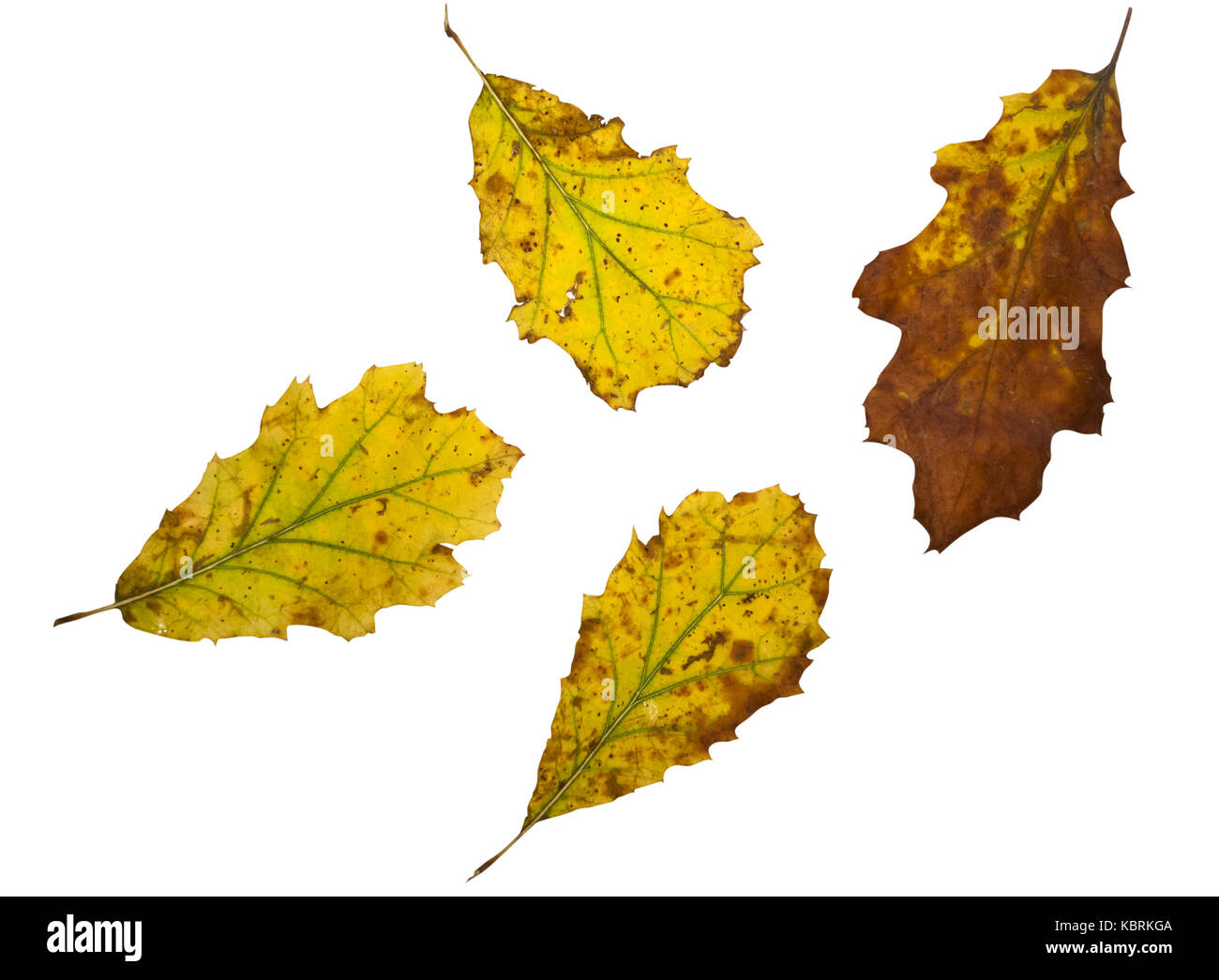 Colorful degradation autumn leafs isolated on white Stock Photo