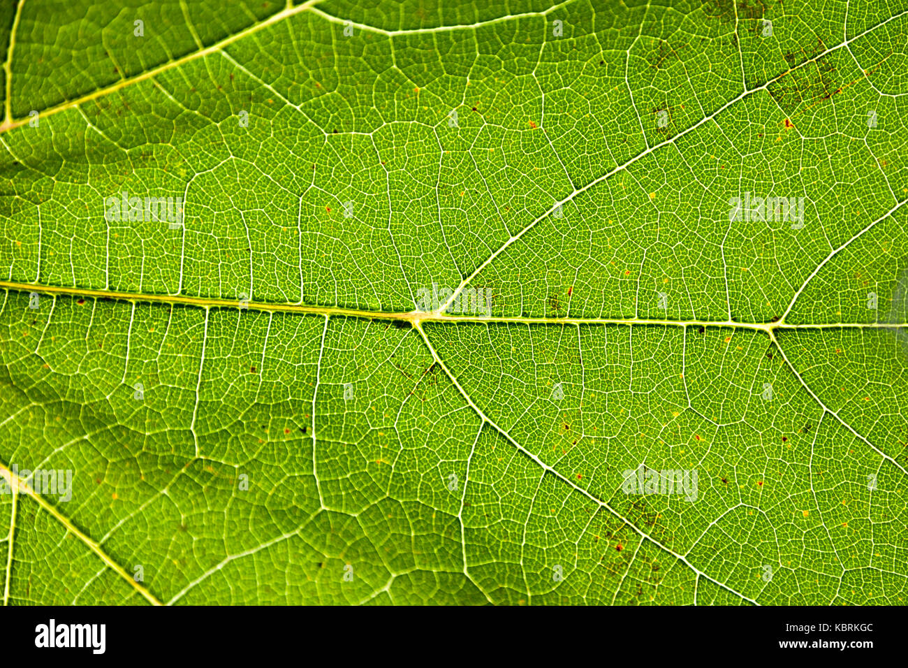 Green leaf close up with vein structure Stock Photo - Alamy