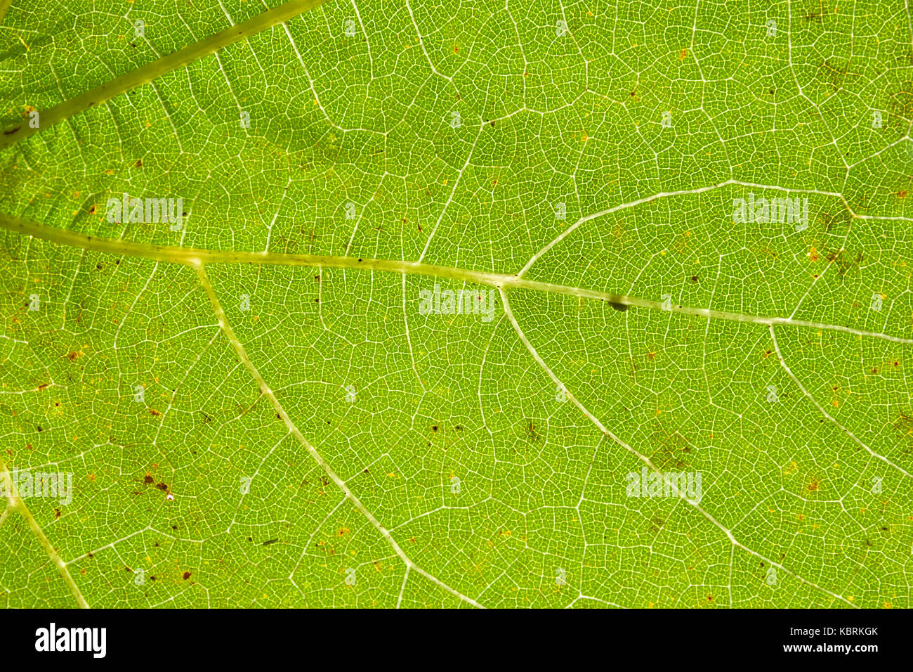 Green leaf close up with vein structure Stock Photo - Alamy