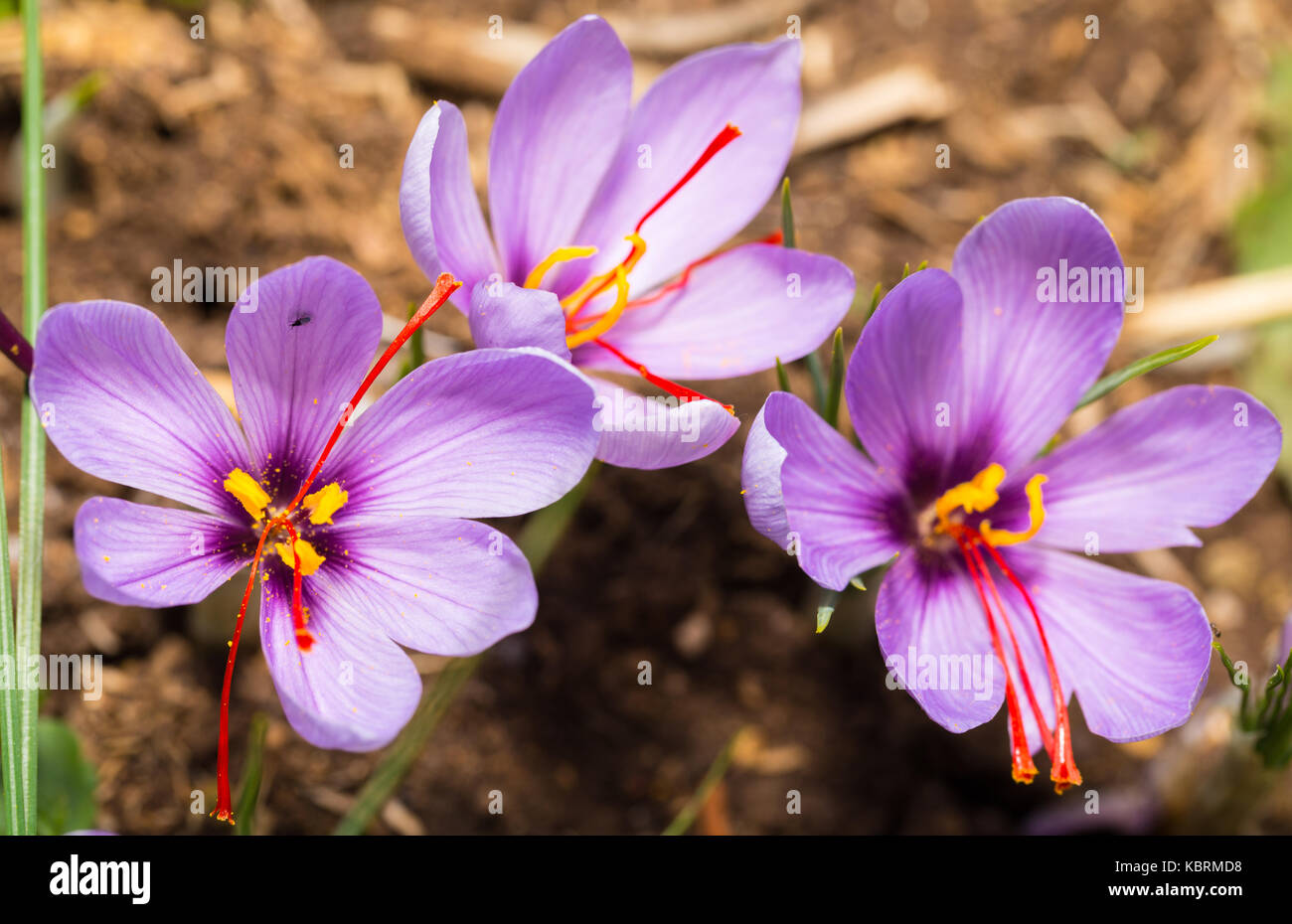 Close up of Crocus sativus flower on field Stock Photo