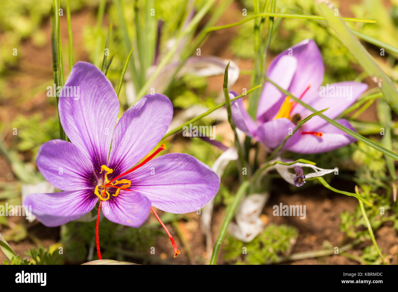 Close up of Crocus sativus flower on field Stock Photo Alamy