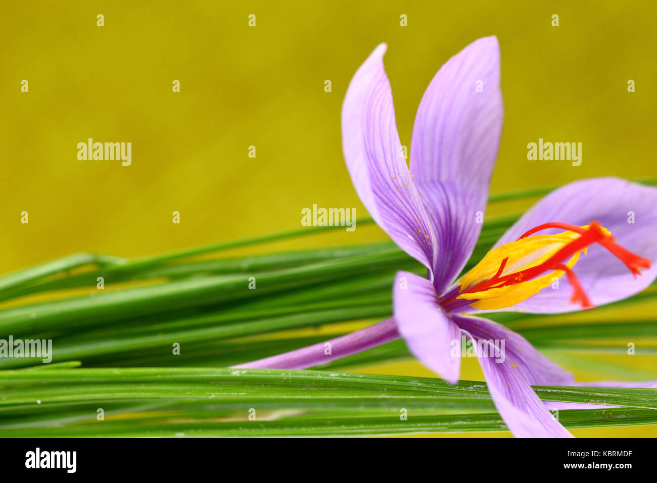 Close up of saffron flower Stock Photo Alamy
