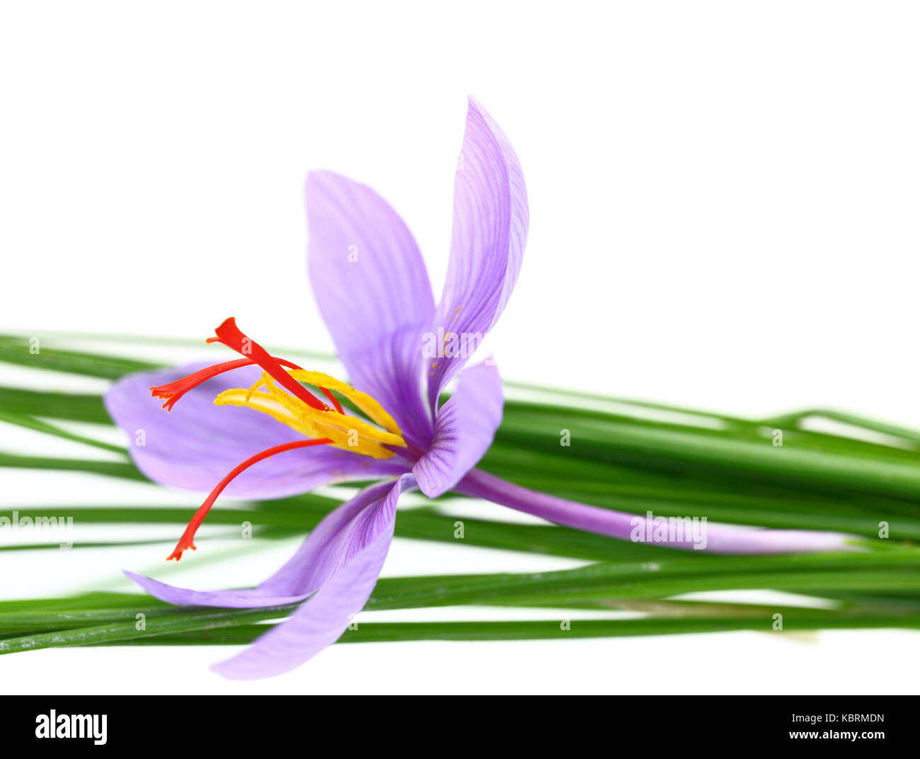 Close up of saffron flower Stock Photo Alamy