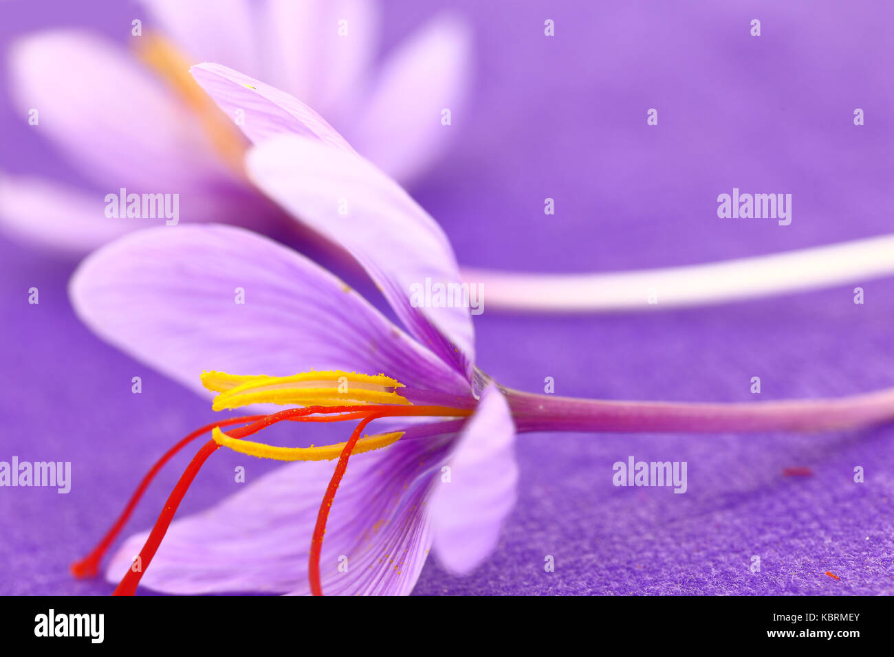 Close up of saffron flowers on purple background Stock Photo Alamy