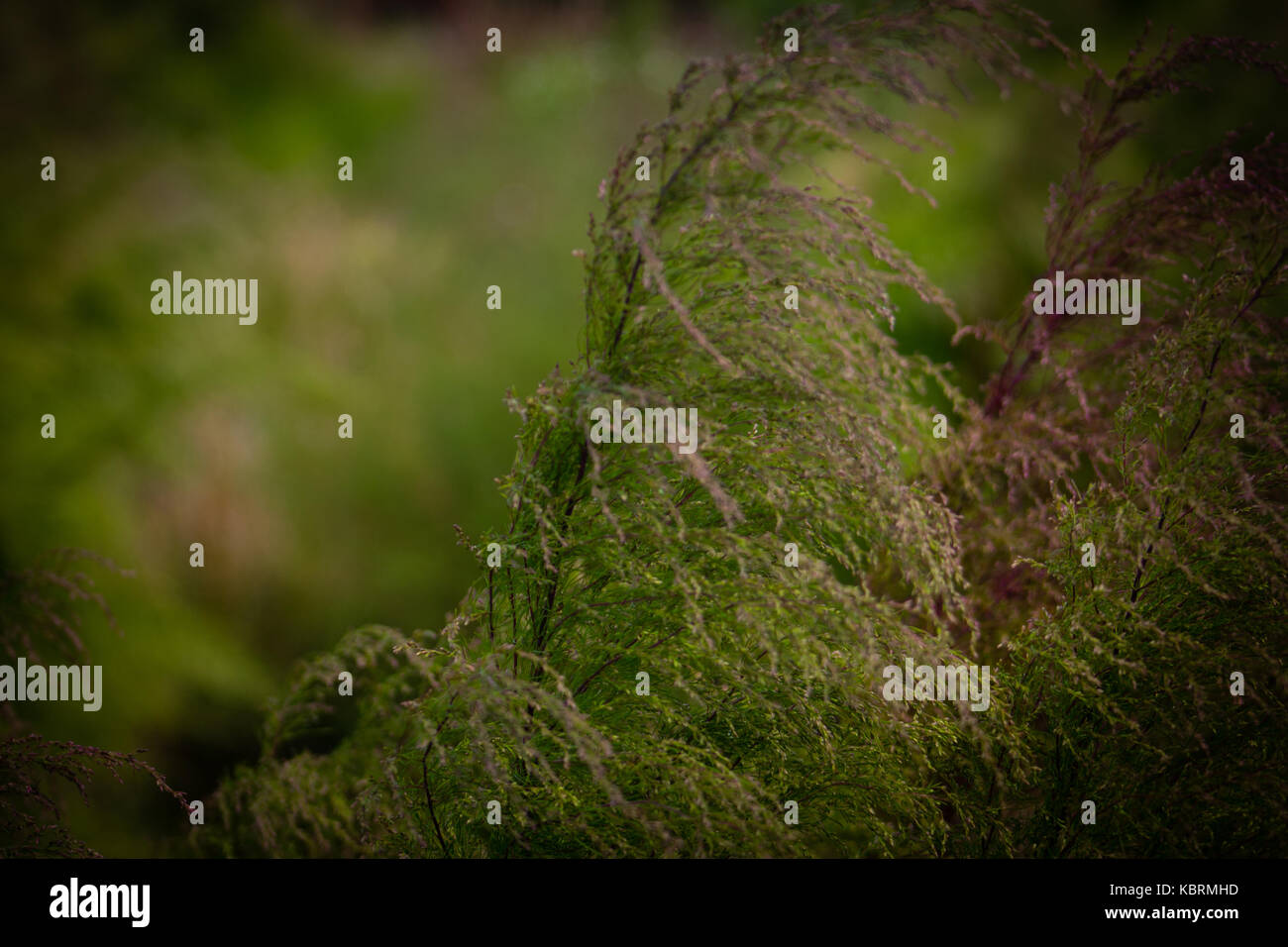 Tall terrestrial plant hi-res stock photography and images - Alamy