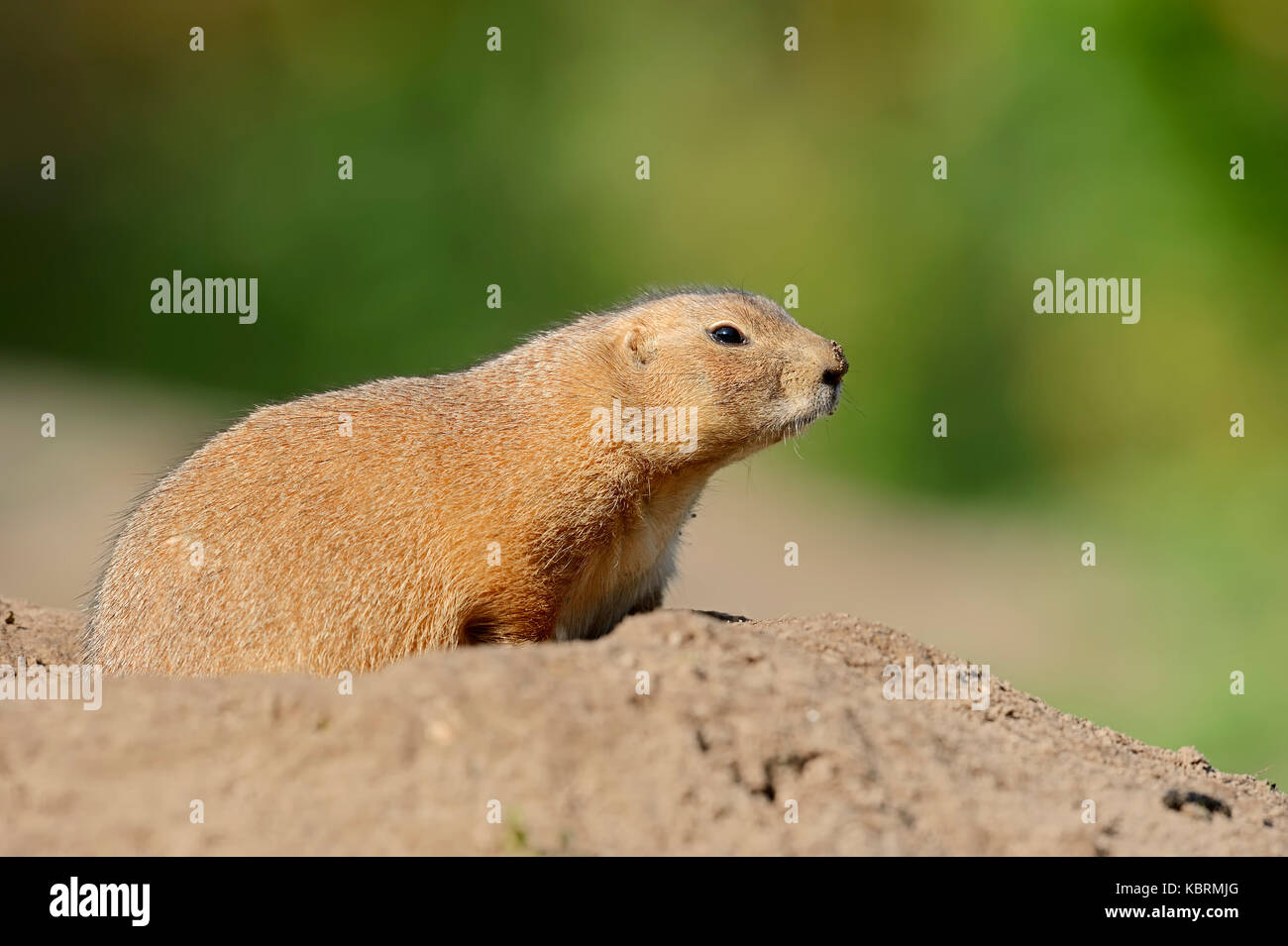 Praeriehund hi-res stock photography and images - Alamy
