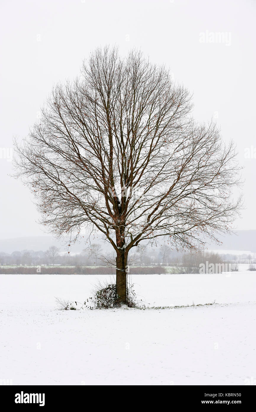 Pedunculate Oak in winter, North Rhine-Westphalia, Germany / (Quercus robur, Quercus pedunculata) | Stieleiche im Winter, Nordrhein-Westfalen Stock Photo