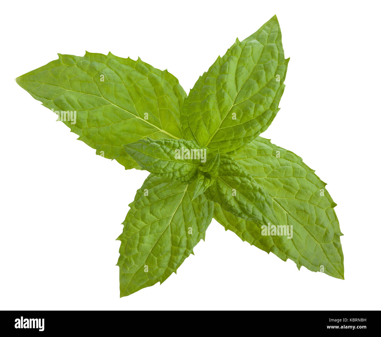 mint leaves path isolated Stock Photo