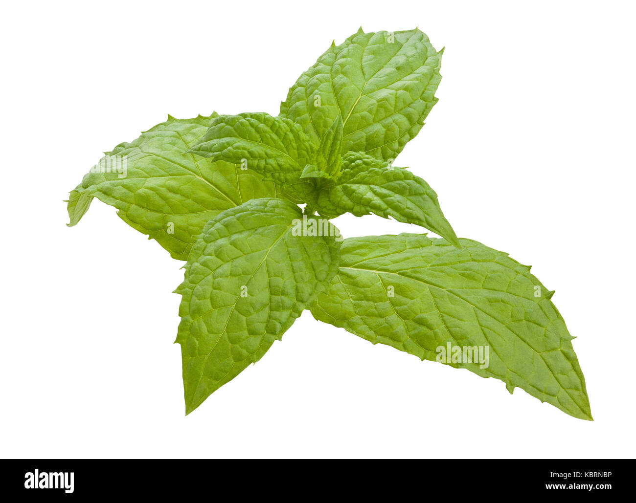 mint leaves path isolated Stock Photo