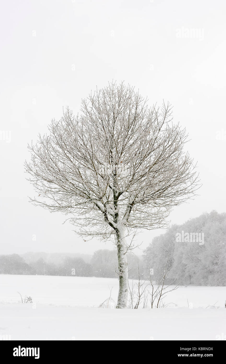 Pedunculate Oak in winter, North Rhine-Westphalia, Germany / (Quercus robur, Quercus pedunculata) | Stieleiche im Winter, Nordrhein-Westfalen Stock Photo