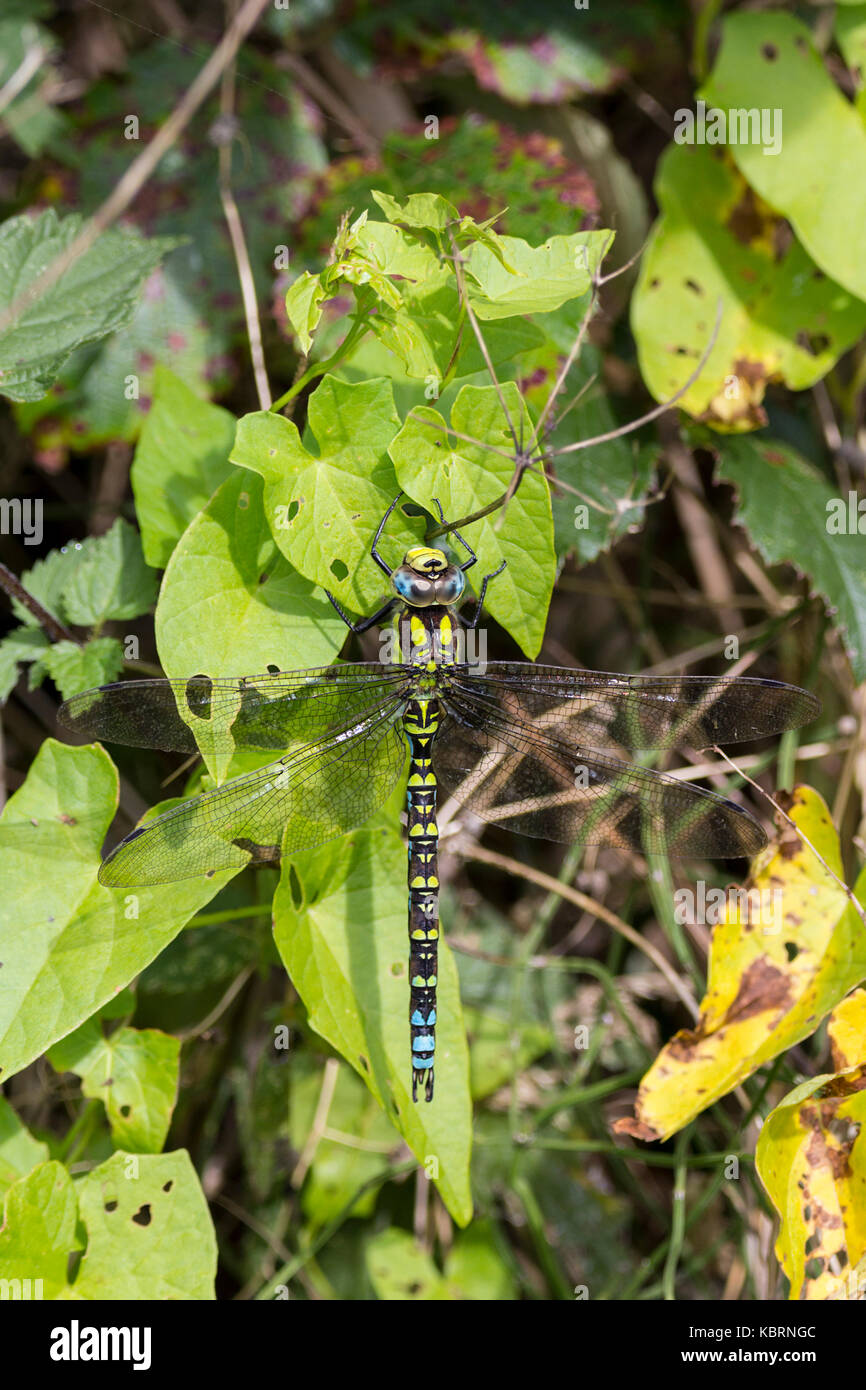 Four horizontal stiff wings hi-res stock photography and images - Alamy