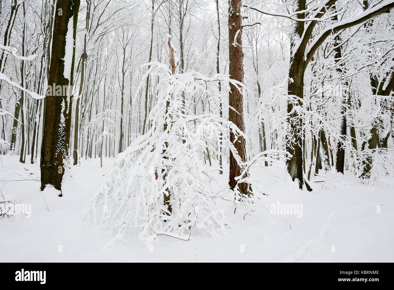 Mixed forest in winter, North Rhine-Westphalia, Germany | Mischwald im Winter, Nordrhein-Westfalen, Deutschland Stock Photo
