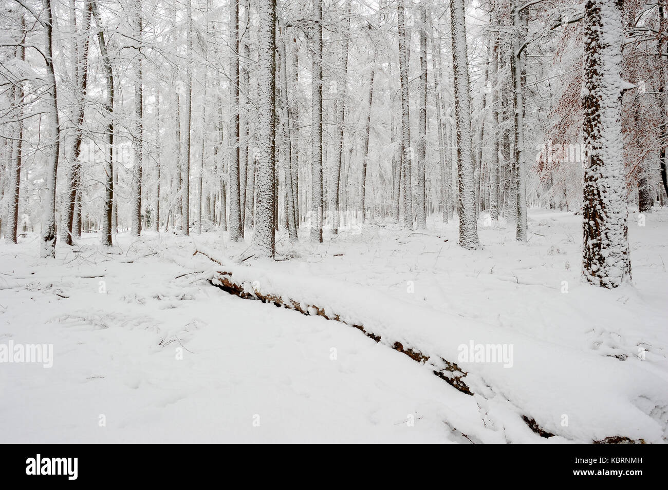 Mixed forest in winter, North RhineWestphalia, Germany Mischwald im