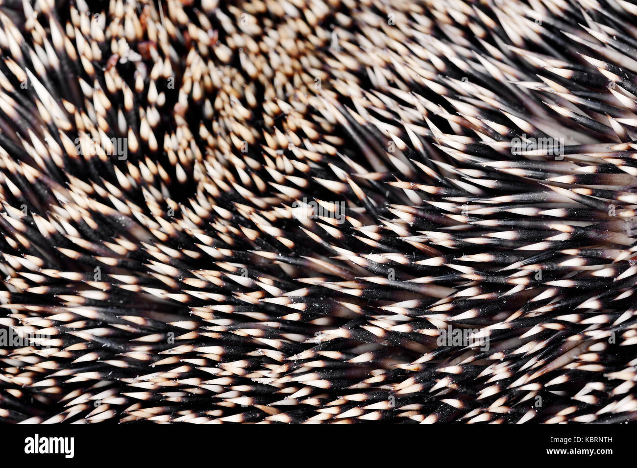 Hedgehog Quills High Resolution Stock Photography and Images Alamy
