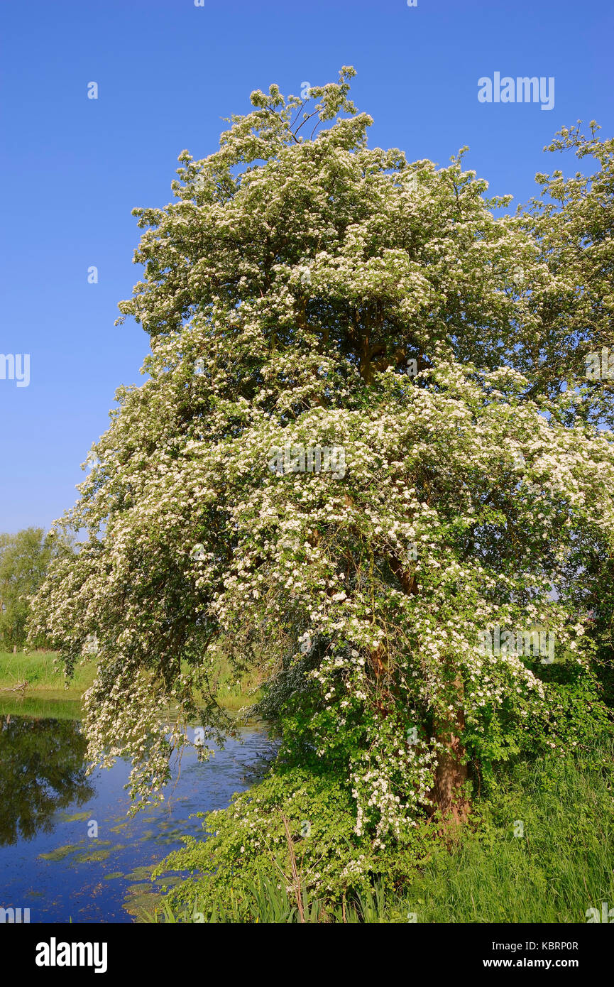 Common Hawthorn in spring, North Rhine-Westphalia, Germany / (Crataegus monogyna) | Eingriffeliger Weissdorn in Fruehjahr Stock Photo