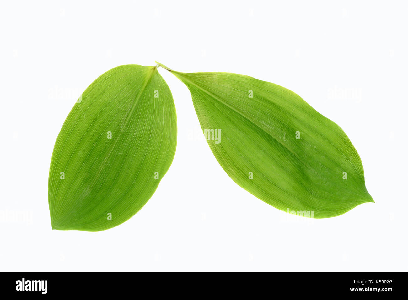 Lily of the Valley, leaves / (Convallaria majalis) | Maigloeckchen, Blaetter / (Convallaria majalis) Stock Photo