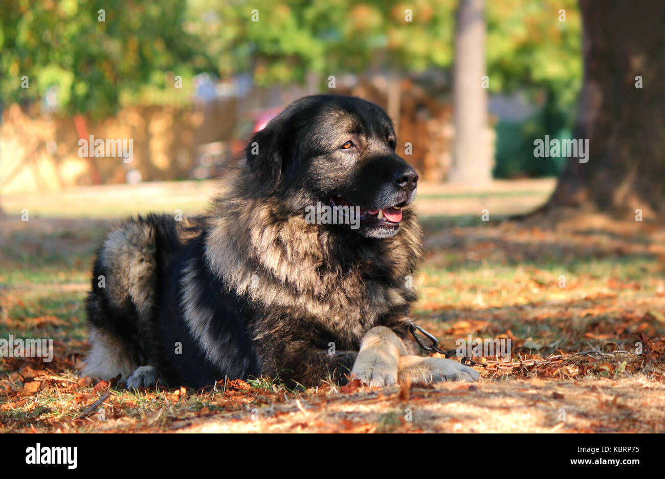 Sarplaninac Dog Stock Photo Alamy