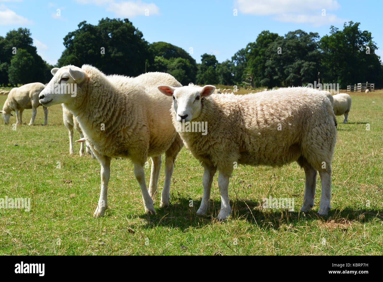 Sheep in field Stock Photo - Alamy