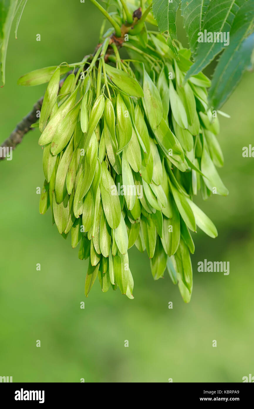 Common Ash, fruits, North Rhine-Westphalia, Germany / (Fraxinus excelsior) | Gemeine Esche, Fruechte, Nordrhein-Westfalen, Deutschland Stock Photo