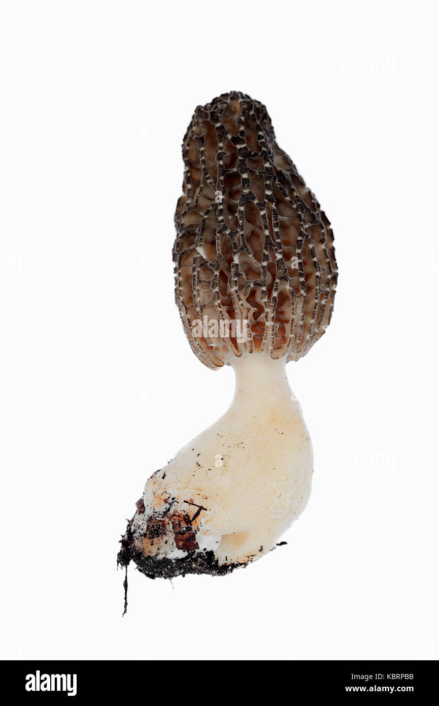 Black Morel, North RhineWestphalia, Germany / (Morchella conica