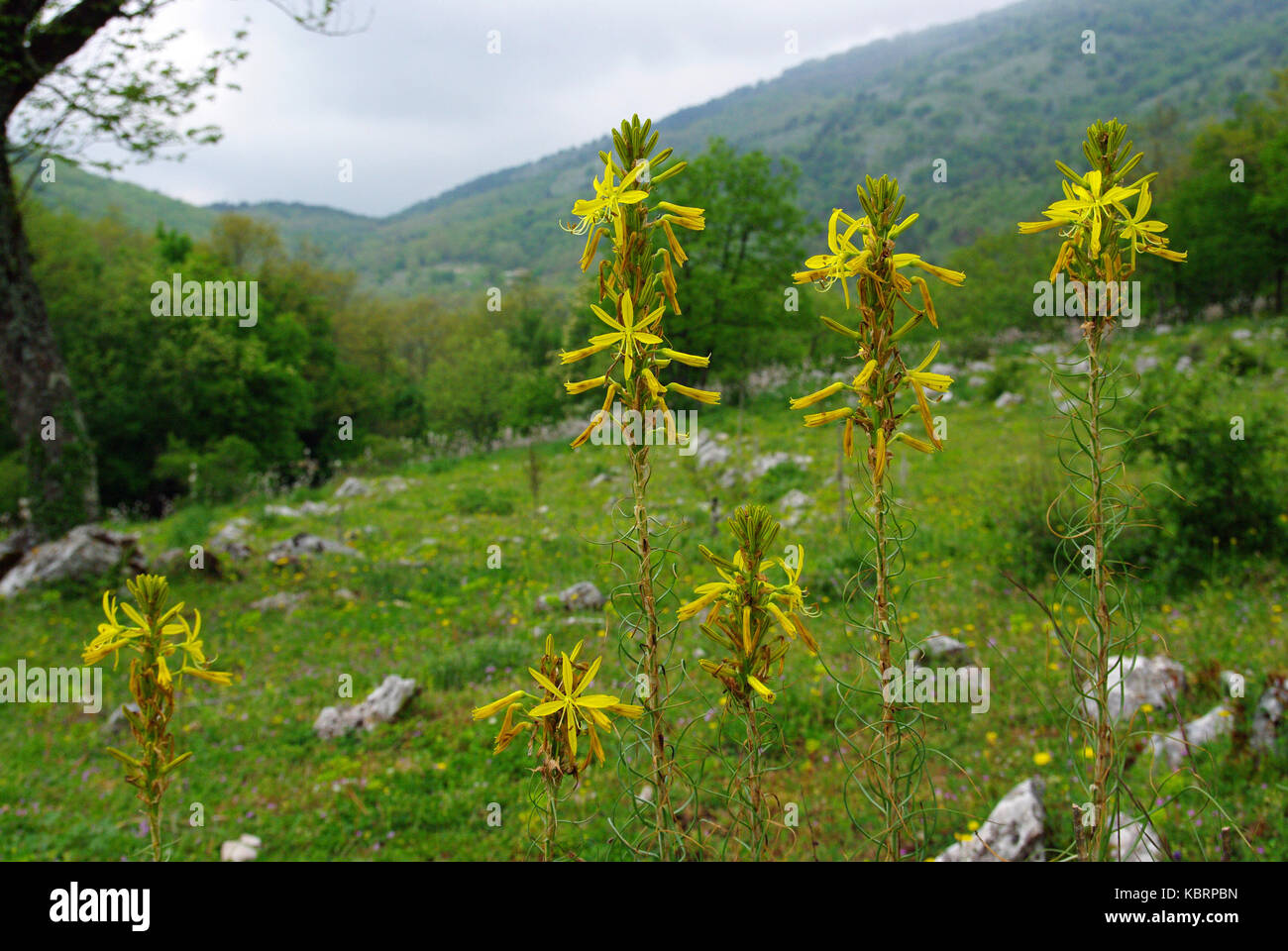 this is Asphodeline lutea, the Yellow Asphodel, from the family Xanthorrhoeaceae Stock Photo