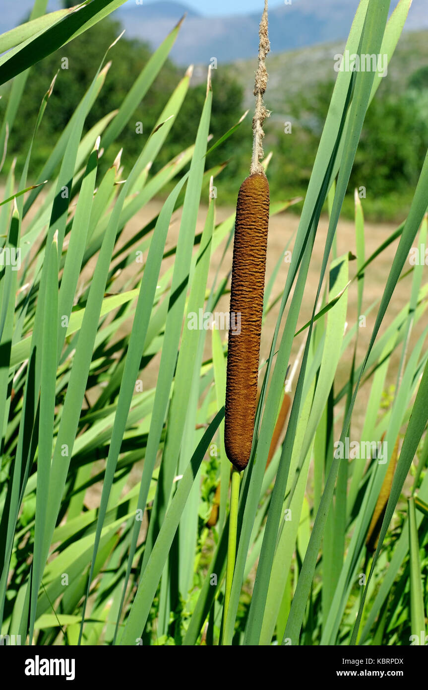 This is Typha latifolia, the Broadleaf cattail or Bulrush, from the family Typhaceae Stock Photo