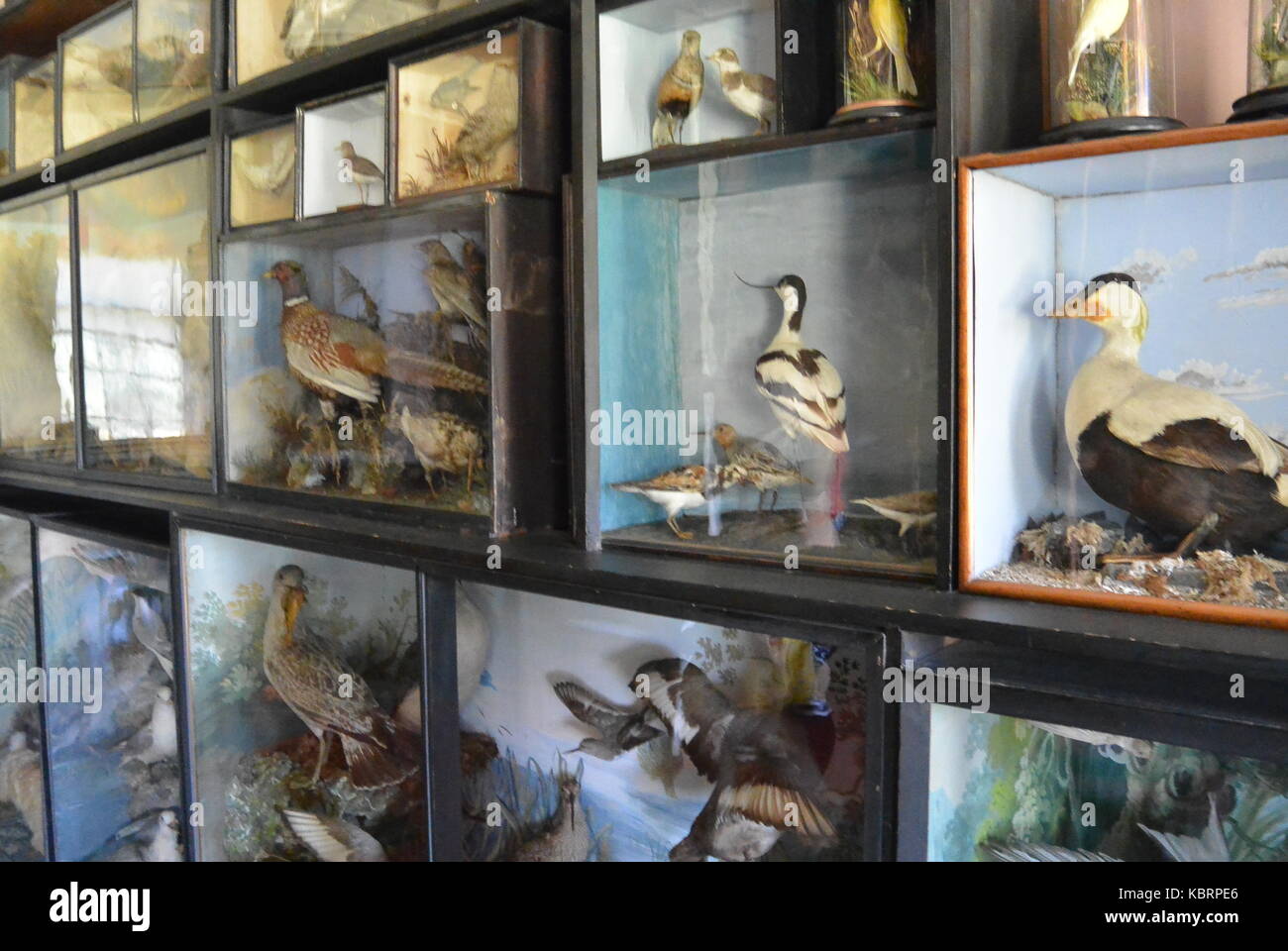 Collection of taxidermy birds in English stately home Stock Photo