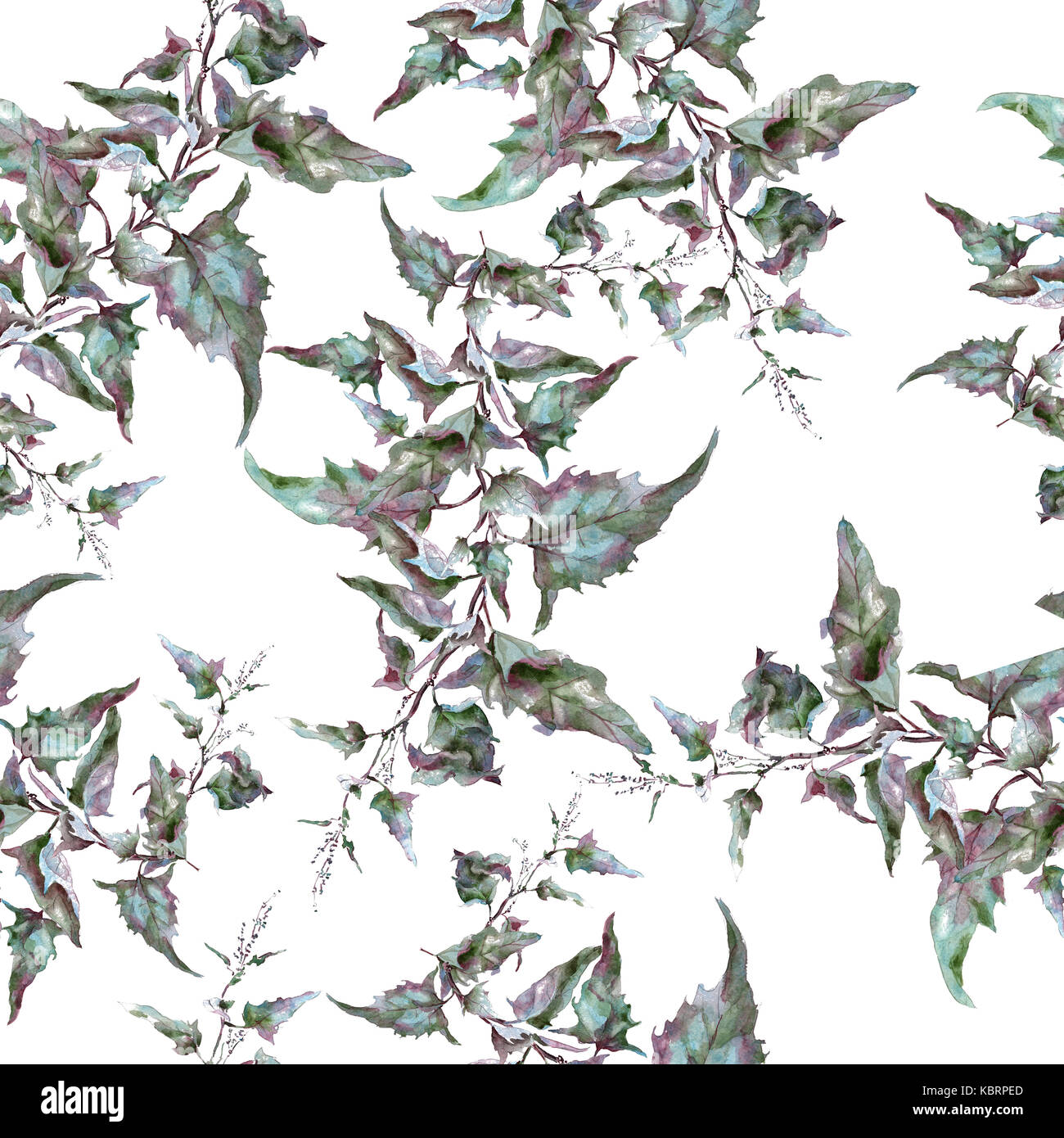 purple sagebrush tarragon branch with leaves Stock Photo Alamy