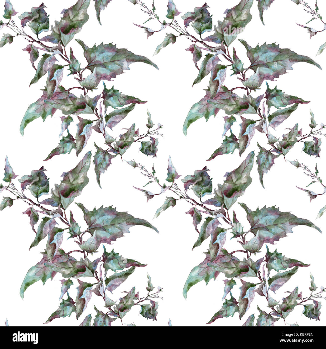 purple sagebrush tarragon branch with leaves Stock Photo Alamy