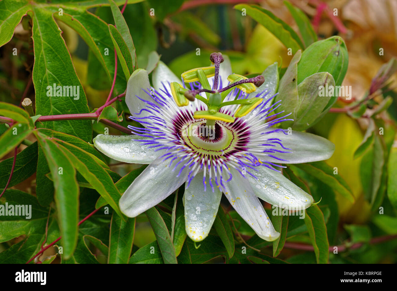 a flowering Passiflora caerulea,the Blue passionflower,family Passifloraceae Stock Photo