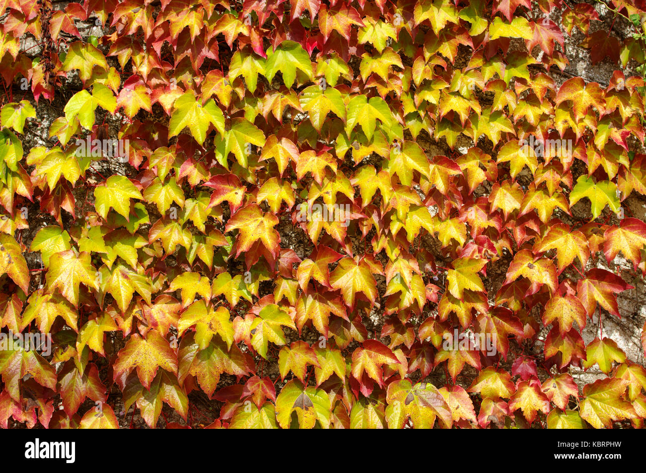 Parthenocissus tricuspidata, the Boston ivy, in autumn Stock Photo