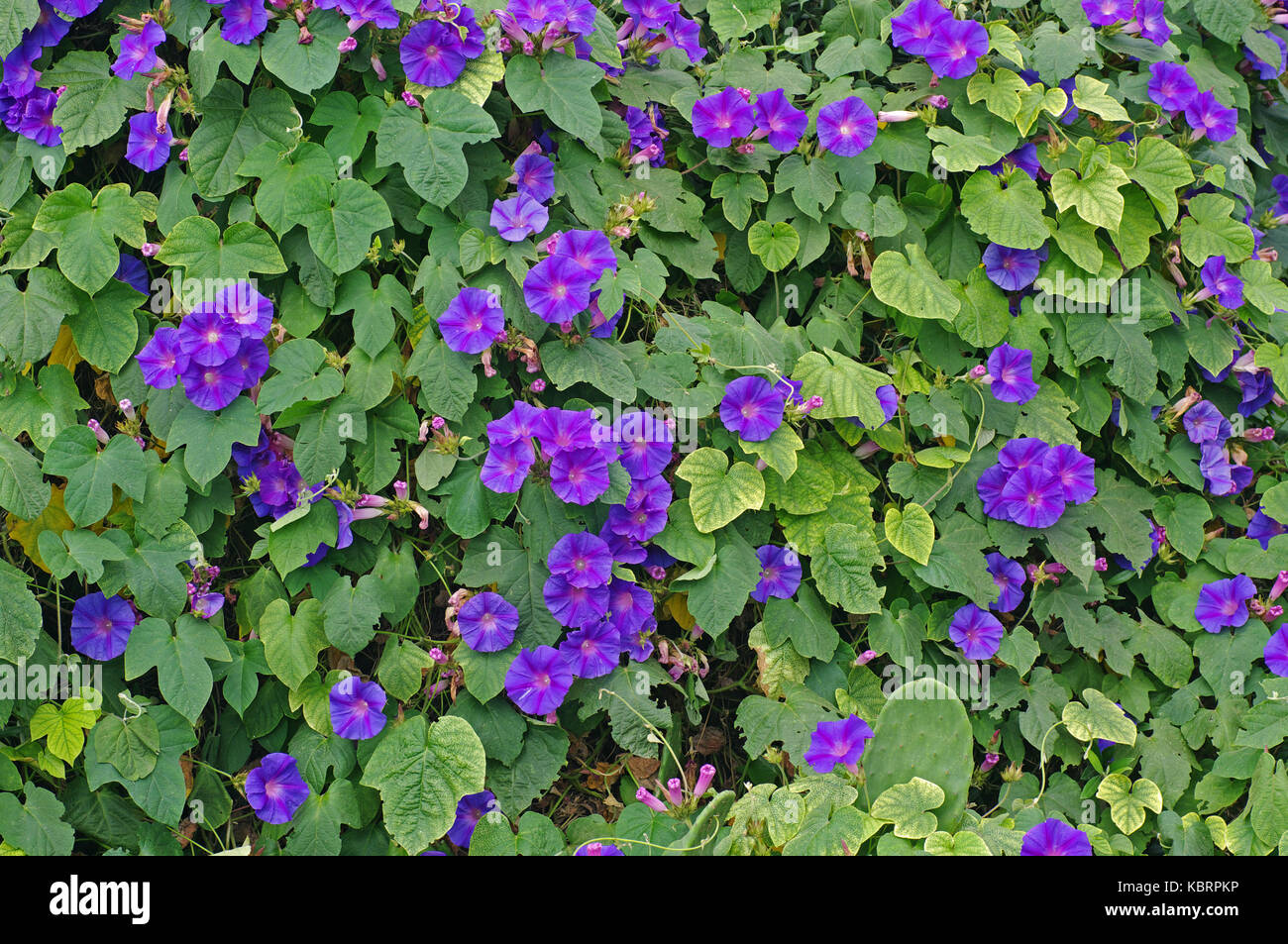 this is Ipomea indica, the Blue morning glory or Blue dawn flower, from the family Convolvulaceae Stock Photo