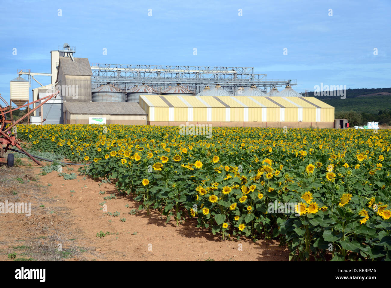 Sunflower Field & Agricultural Building or Silo near Rians in the Var Département Provence France Stock Photo