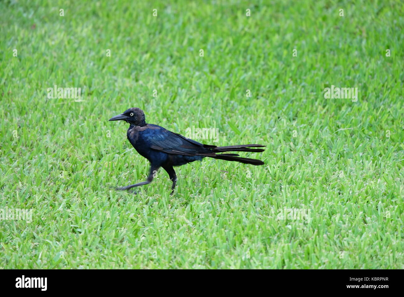 Blue and black crow like bird in Tulum, Yucatan, Mexico Stock Photo Alamy